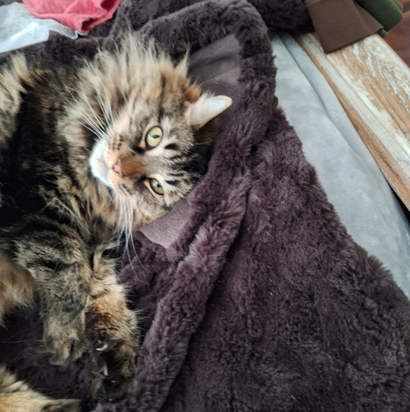 ❗️LIVE/SHARE SHOWS❗️ - Picture 7 of 16